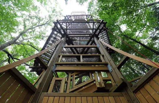 Morris Arboretum Tree Top Catwalk System